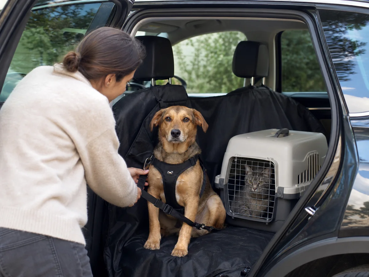 Chien sécurisé et chat en caisse de transport dans un véhicule