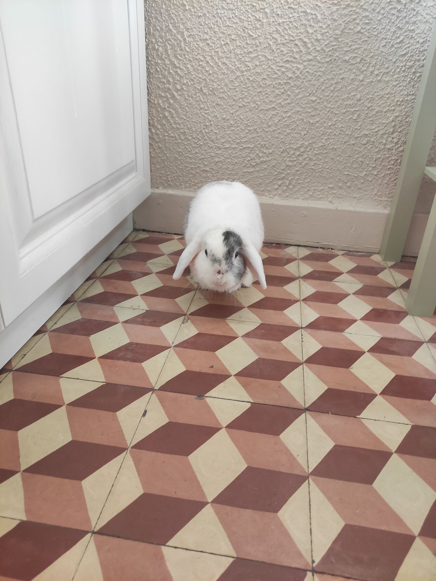 Photo d'un animal accompagné par Pile-Poil