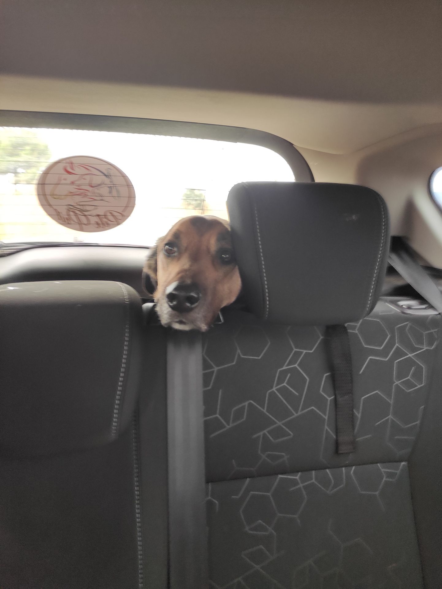Photo d'un animal accompagné par Pile-Poil