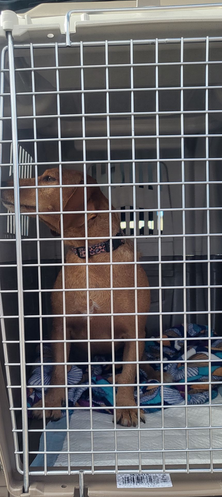 Photo d'un animal accompagné par Pile-Poil