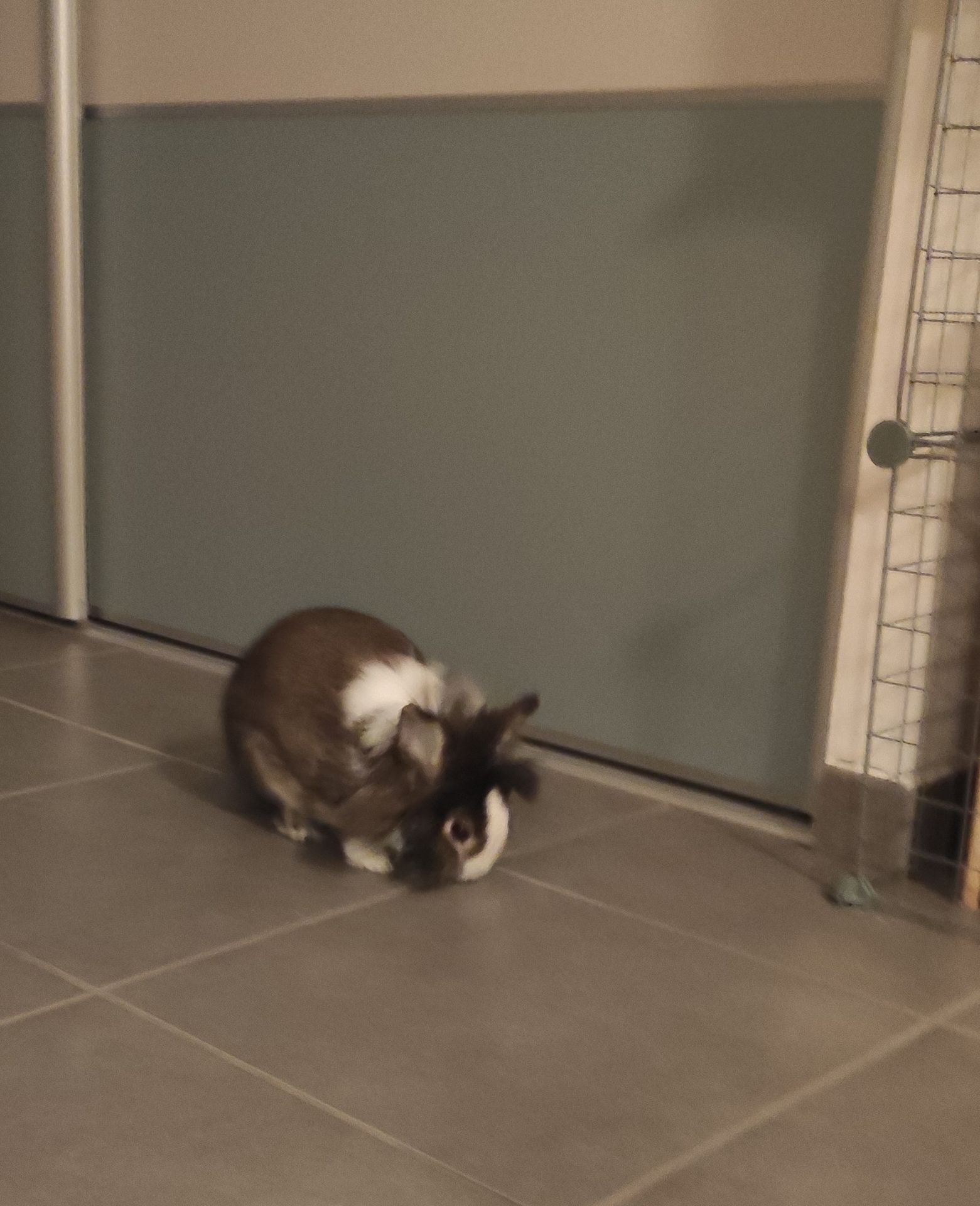 Photo d'un animal accompagné par Pile-Poil